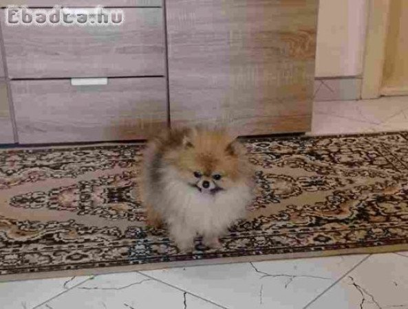 Purebred Pomeranian female