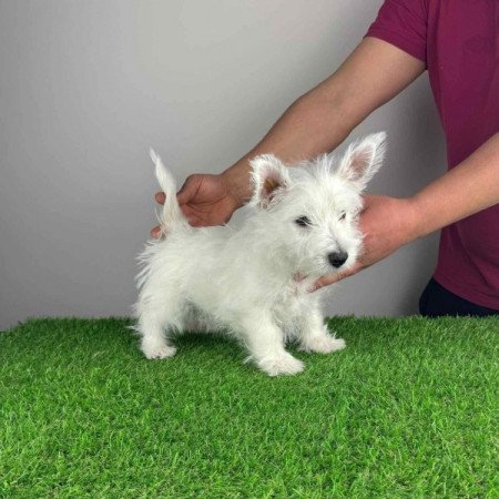 Westie West Highland White terrier