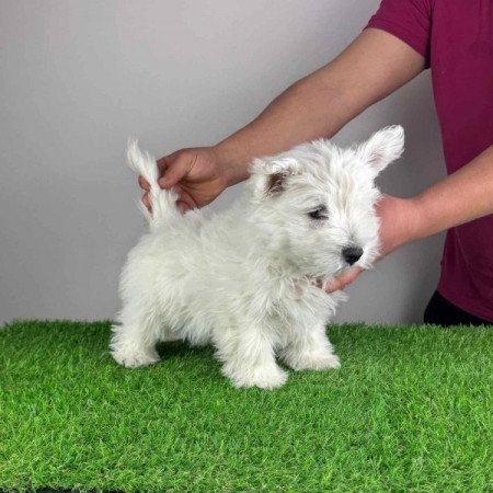 Westie West Highland White terrier