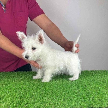 Westie West Highland White terrier