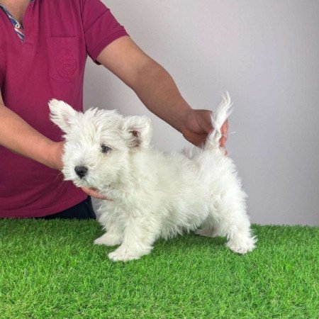 Westie West Highland White terrier