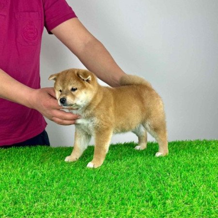 Shiba Inu