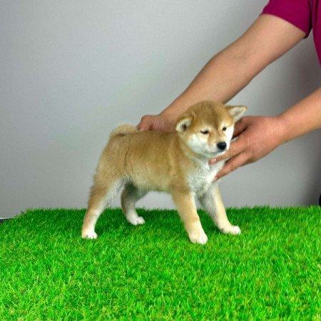 Shiba Inu