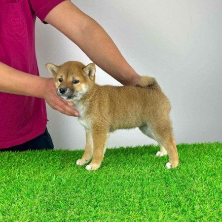 Shiba Inu