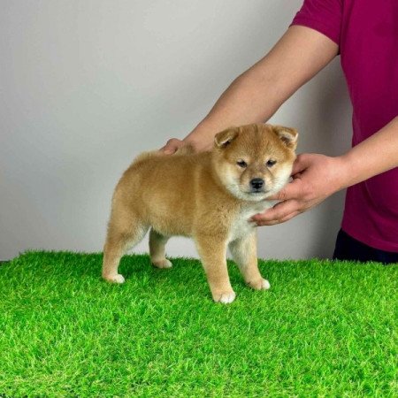 Shiba Inu