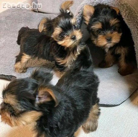 Yorkshire terrier kölykök