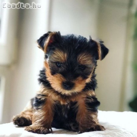 Yorkshire terrier kölykök