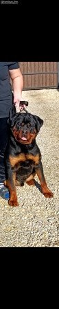 Rottweiler Kan Fedeztetést válal