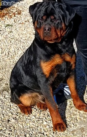 Rottweiler Kan Fedeztetést válal