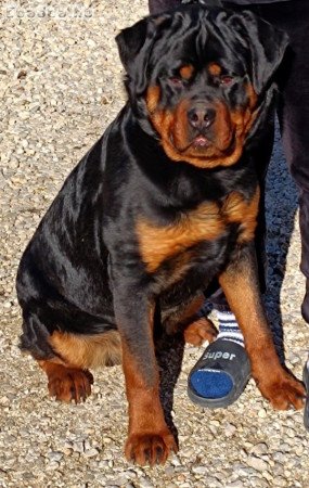 Rottweiler Kan Fedeztetést válal