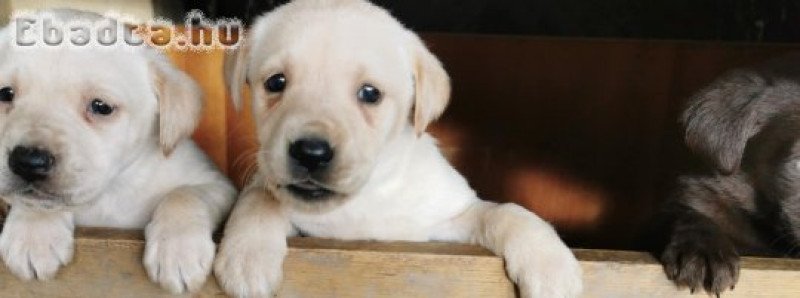 Labrador kiskutyák eladók Békés megyében