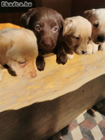 Labrador kiskutyák eladók Békés megyében