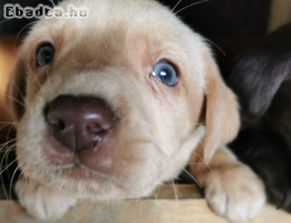 Labrador kiskutyák eladók Békés megyében