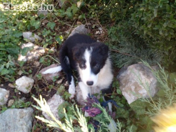 Eladò fajtatiszta jellegū border collie kislàny