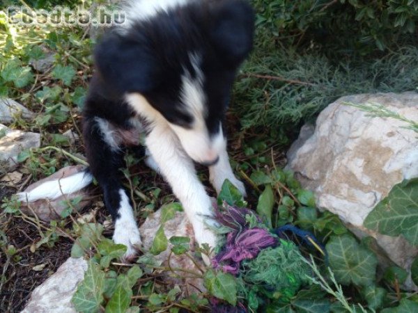 Eladò fajtatiszta jellegū border collie kislàny