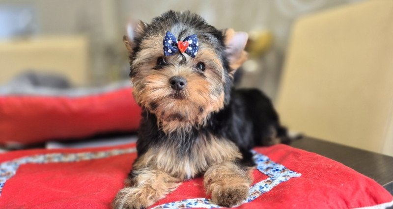 Yorkshire terrier