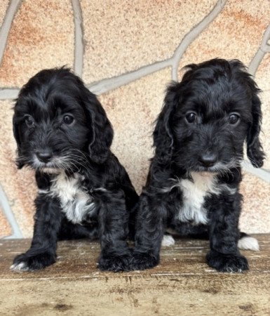 Cockapoo (cocker spániel & uszkár)