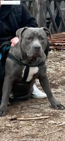 Kék Xl pitbull fedeztetést vállal