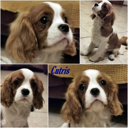 cavalier king charles spániel