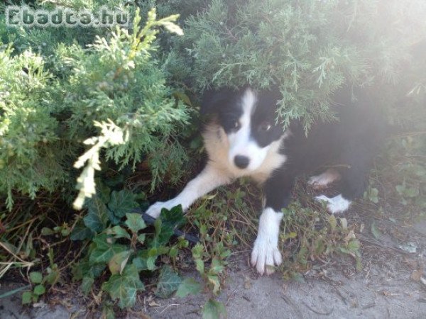 Eladò fajtatiszta jellegū border collie kislàny