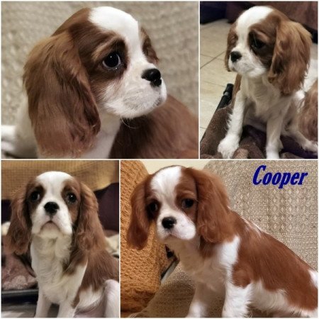 cavalier king charles spániel