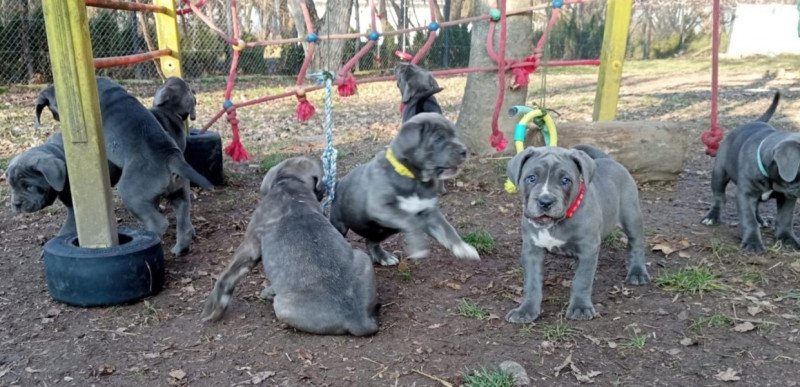 Cane corso