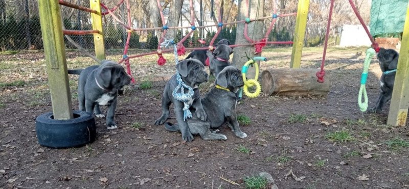 Cane corso