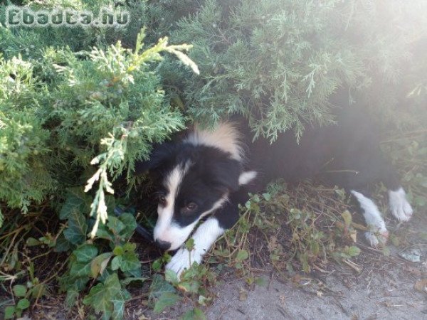 Eladò fajtatiszta jellegū border collie kislàny