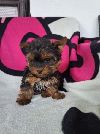 Yorkshire terrier