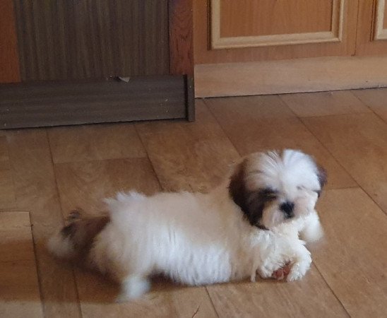 Shi tzu