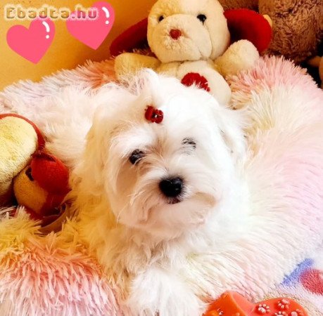 Gyönyörűszép Bichon Havanese kiskutyák eladók