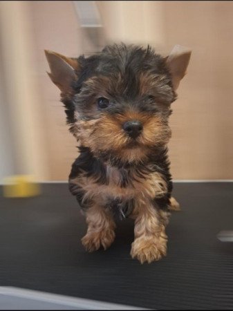 Yorkshire Terrier