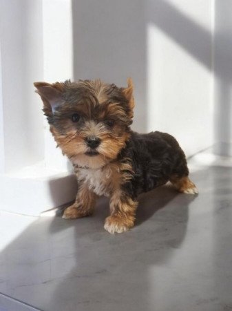 Yorkshire Terrier