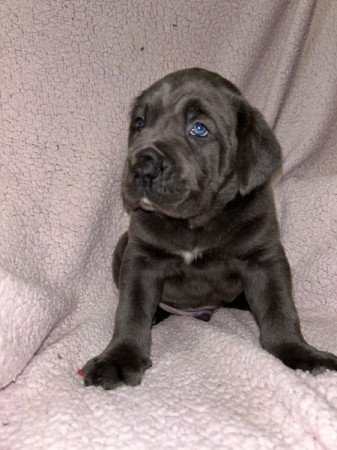 Cane corso