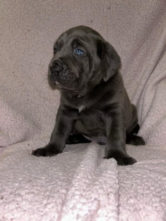 Cane corso