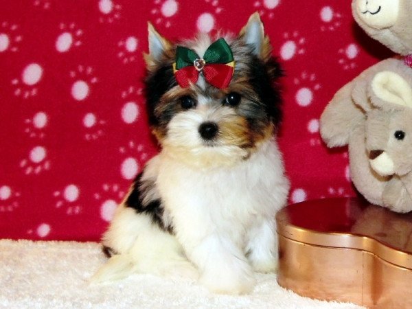 Biewer Yorkshire Terrier Yorki