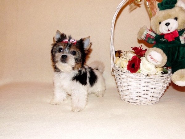 Biewer Yorkshire Terrier Yorki