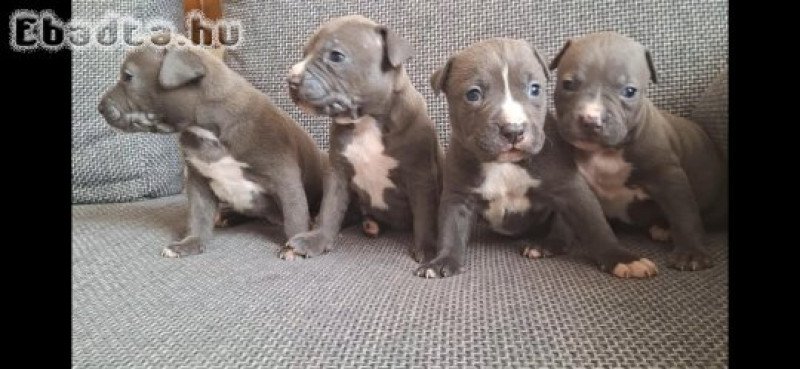 staffordshire terrier blue kolykok