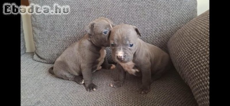 staffordshire terrier blue kolykok