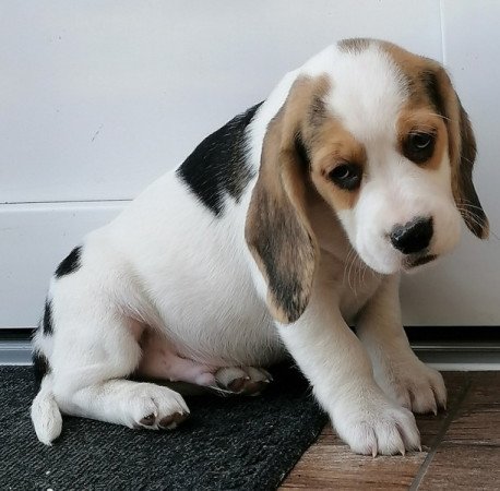 Beagle