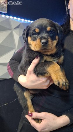 Rottweiler kölykök!