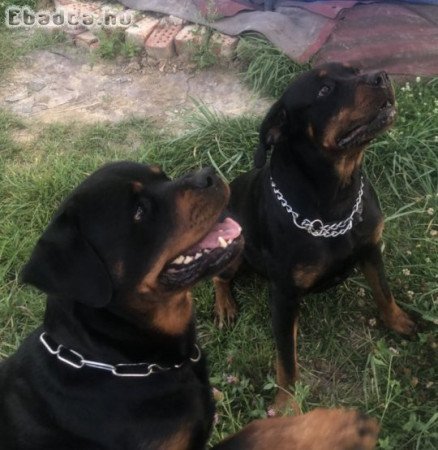 Rottweiler kölykök!