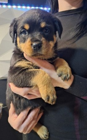 Rottweiler