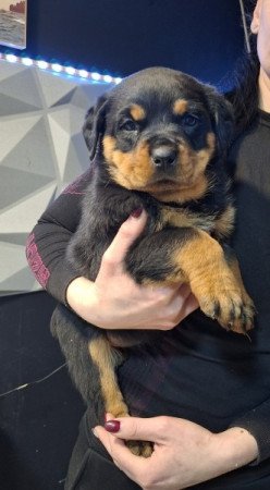 Rottweiler