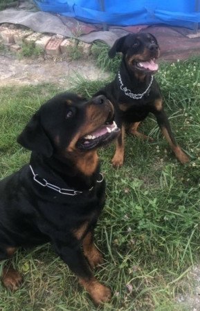 Rottweiler