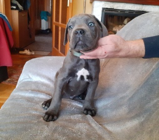 Cane Corso