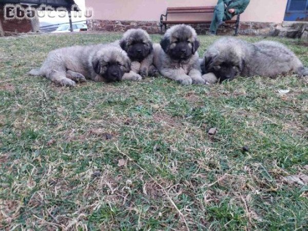 Caucasian shepherds