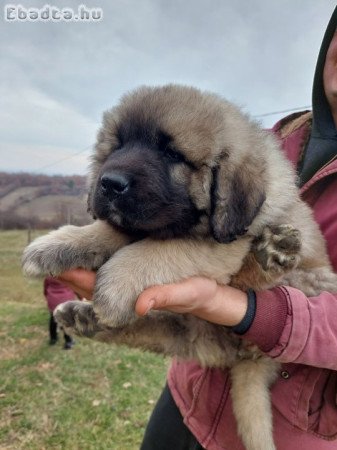 Caucasian shepherds