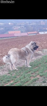 Caucasian shepherds