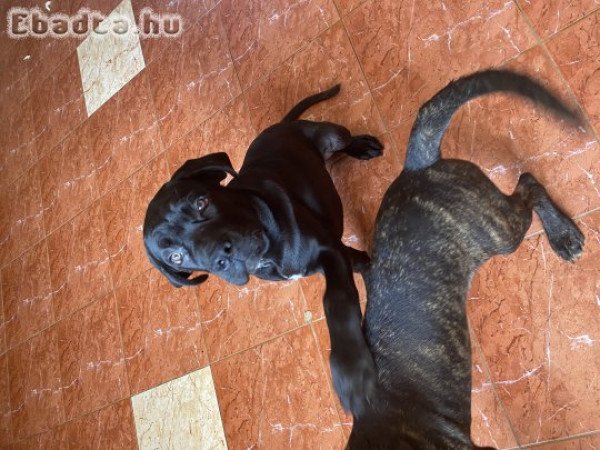 Cane Corso kiskutyák